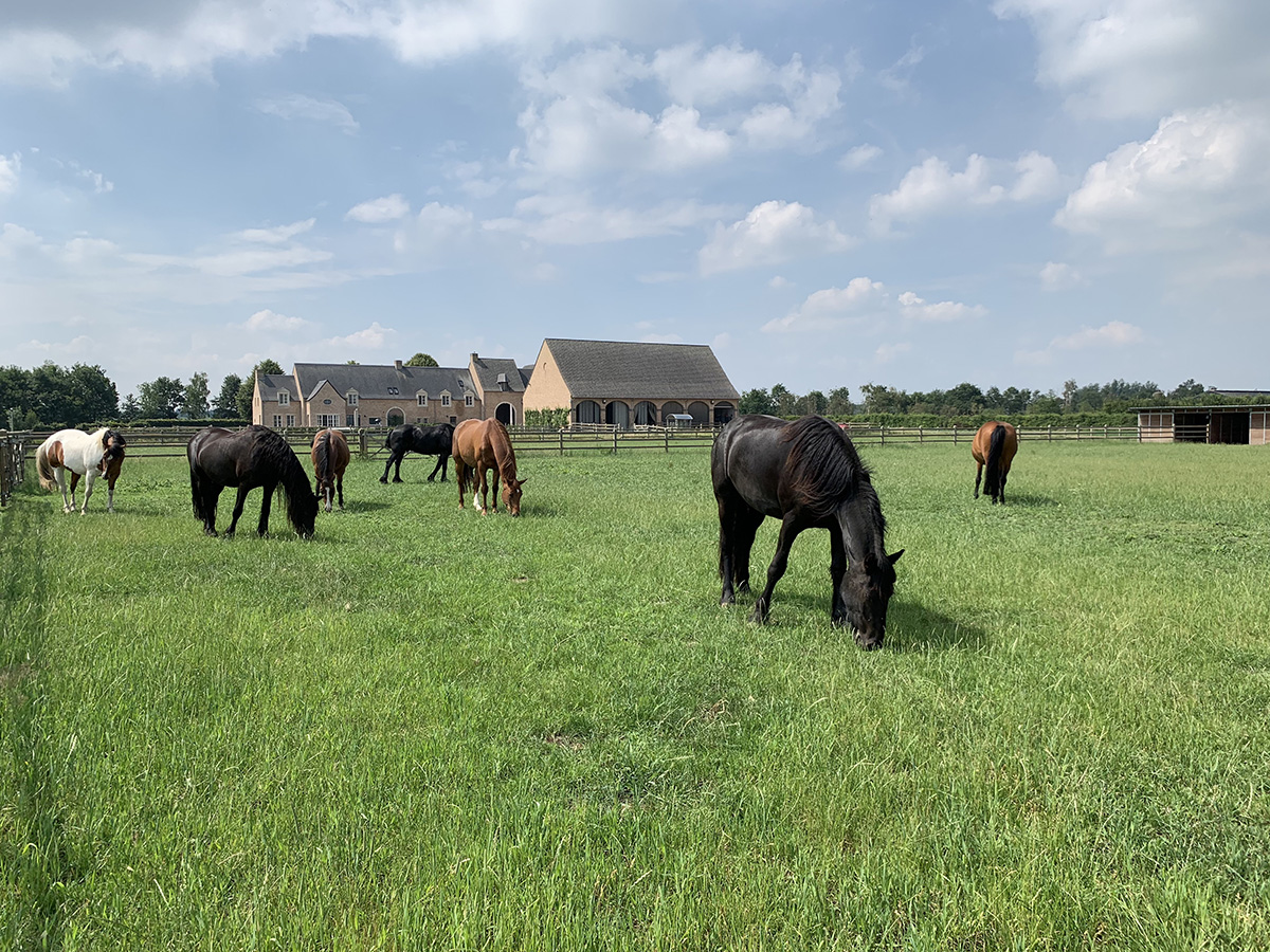 Wat je kan leren van paarden