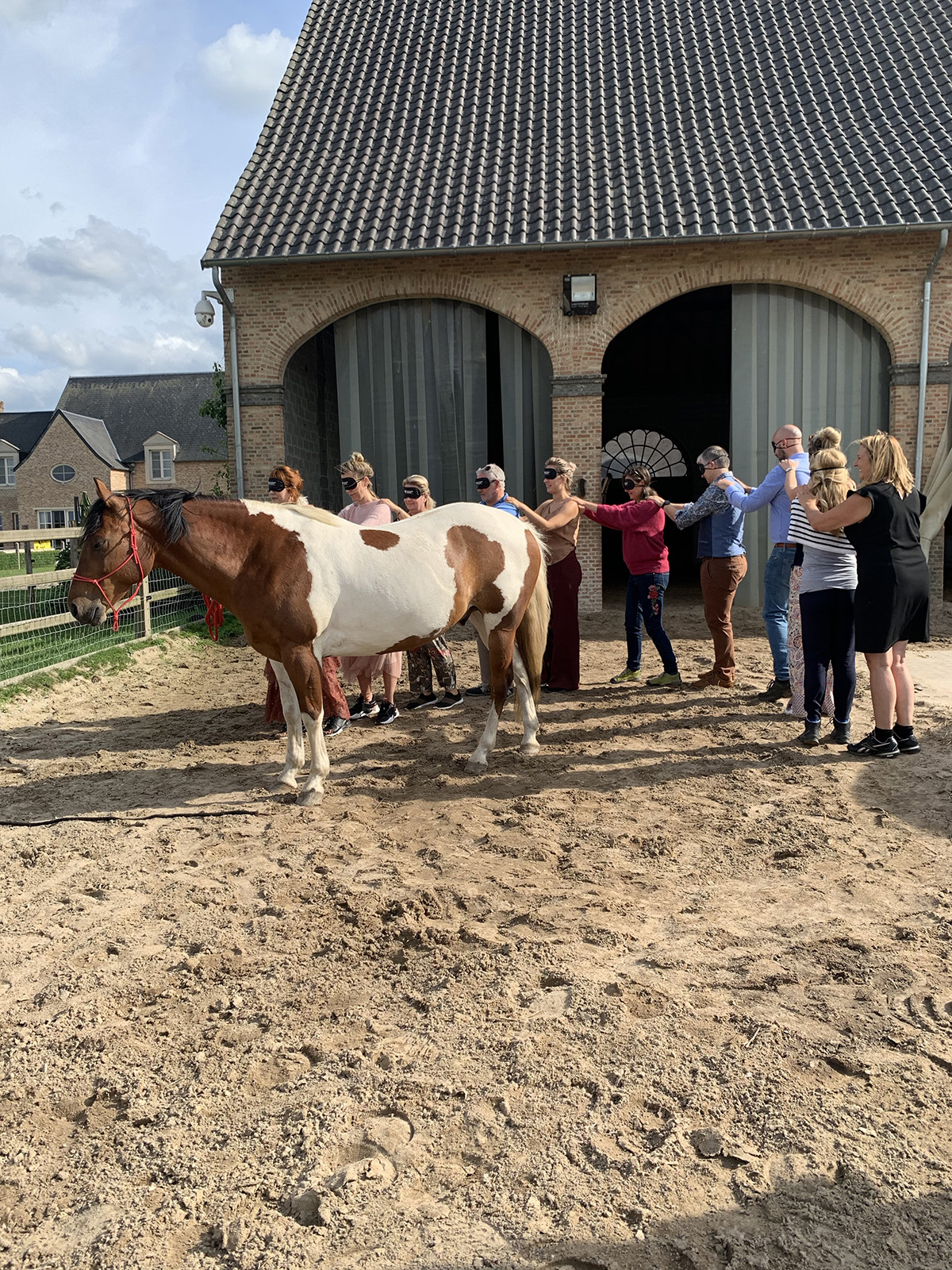 Waarom paarden zo geschikt zijn bij coaching